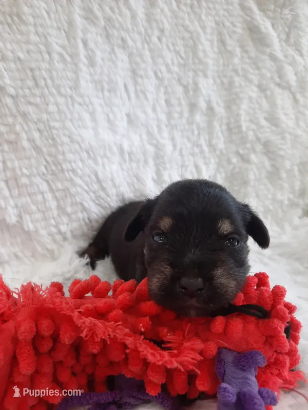 AKC Sweet Pea – Miniature Schnauzer puppy for sale in Bucyrus, OH