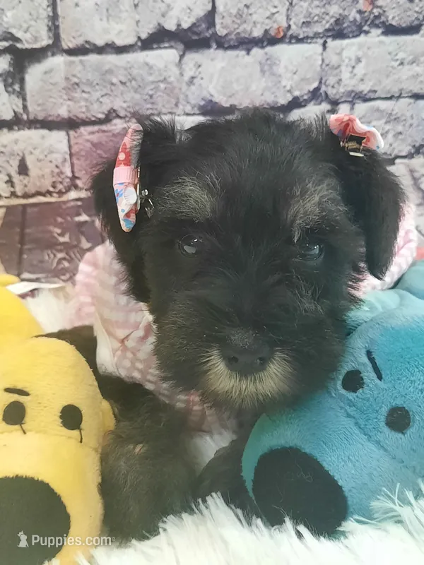 AKC Bailey – Miniature Schnauzer puppy for sale in Bucyrus, OH