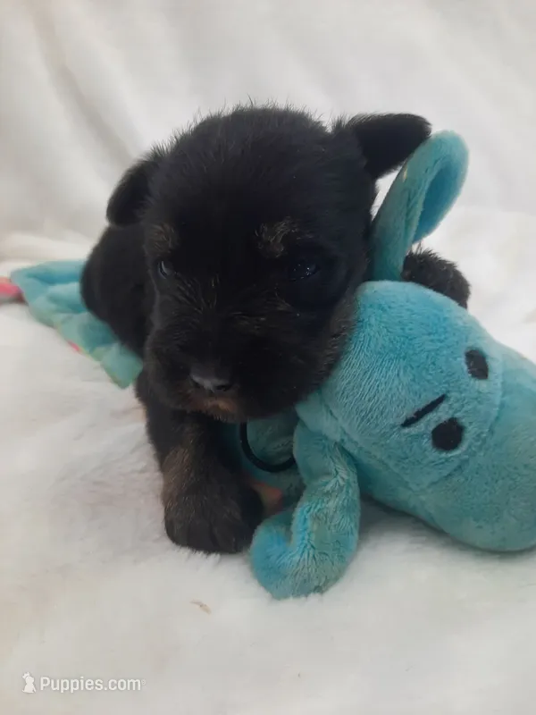 AKC Peanut – Miniature Schnauzer puppy for sale in Bucyrus, OH