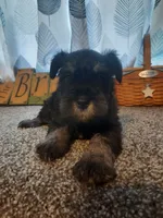 AKC Hot Rod, a male Miniature Schnauzer for sale in Bucyrus, OH – 1 of 7
