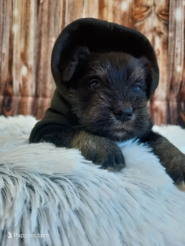 AKC Peanut – Miniature Schnauzer puppy for sale in Bucyrus, OH