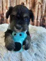 AKC Hot Rod, a male Miniature Schnauzer for sale in Bucyrus, OH – 3 of 6