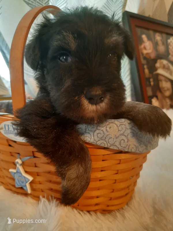 AKC Hot Rod – Miniature Schnauzer puppy for sale in Bucyrus, OH