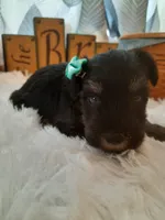 AKC Sugar, a female Miniature Schnauzer for sale in Bucyrus, OH – 3 of 6