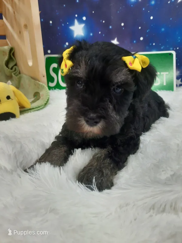 AKC Sadie – Miniature Schnauzer puppy for sale in Bucyrus, OH