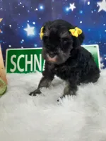 AKC Sadie, a female Miniature Schnauzer for sale in Bucyrus, OH – 3 of 6
