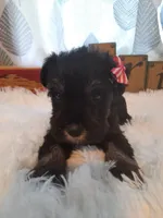 AKC Cutie Pie, a female Miniature Schnauzer for sale in Bucyrus, OH – 4 of 6