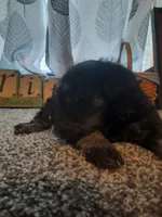 AKC Hot Rod, a male Miniature Schnauzer for sale in Bucyrus, OH – 3 of 7