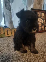 AKC Oreo, a male Miniature Schnauzer for sale in Bucyrus, OH – 5 of 7