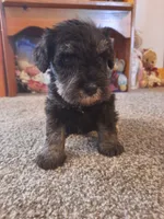 AKC Peanut, a male Miniature Schnauzer for sale in Bucyrus, OH – 1 of 5