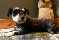 AKC Hot Rod, a male Miniature Schnauzer for sale in Bucyrus, OH – 5 of 5