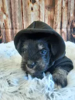 AKC Peanut, a male Miniature Schnauzer for sale in Bucyrus, OH – 2 of 6