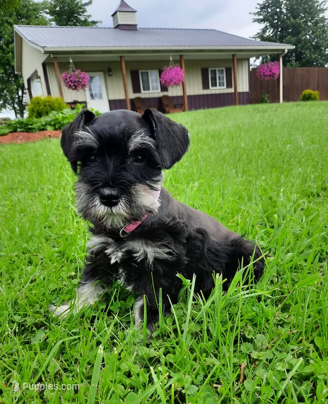 AKC Bailey – Miniature Schnauzer puppy for sale in Bucyrus, OH
