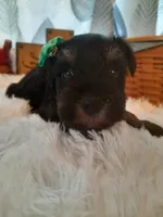 AKC Sugar, a female Miniature Schnauzer for sale in Bucyrus, OH – 4 of 6
