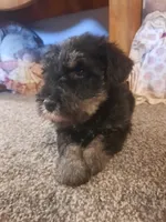AKC Peanut, a male Miniature Schnauzer for sale in Bucyrus, OH – 3 of 5