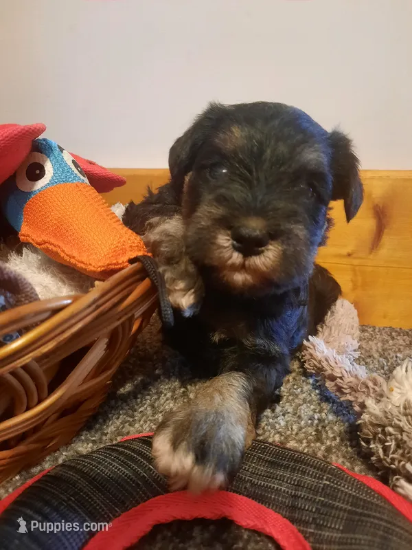 AKC Sweet Pea – Miniature Schnauzer puppy for sale in Bucyrus, OH