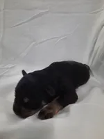 AKC Cutie Pie, a female Miniature Schnauzer for sale in Bucyrus, OH – 2 of 4