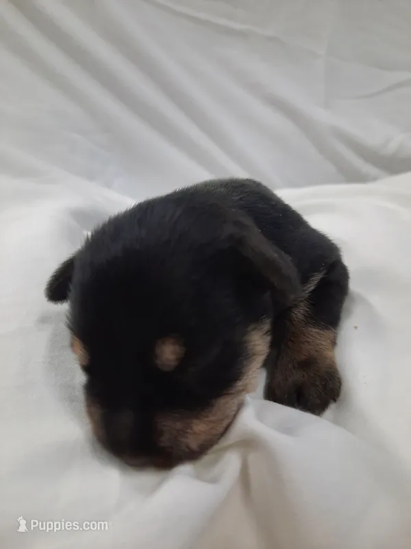 AKC Cutie Pie – Miniature Schnauzer puppy for sale in Bucyrus, OH