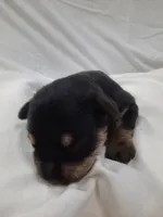 AKC Cutie Pie, a female Miniature Schnauzer for sale in Bucyrus, OH – 1 of 5