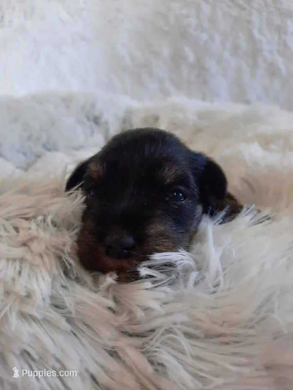 AKC Hot Rod – Miniature Schnauzer puppy for sale in Bucyrus, OH