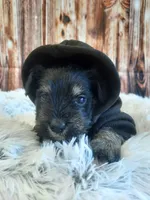 AKC Peanut, a male Miniature Schnauzer for sale in Bucyrus, OH – 3 of 6