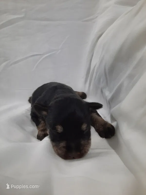 AKC Cutie Pie – Miniature Schnauzer puppy for sale in Bucyrus, OH
