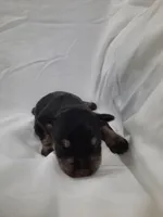 AKC Cutie Pie, a female Miniature Schnauzer for sale in Bucyrus, OH – 1 of 4