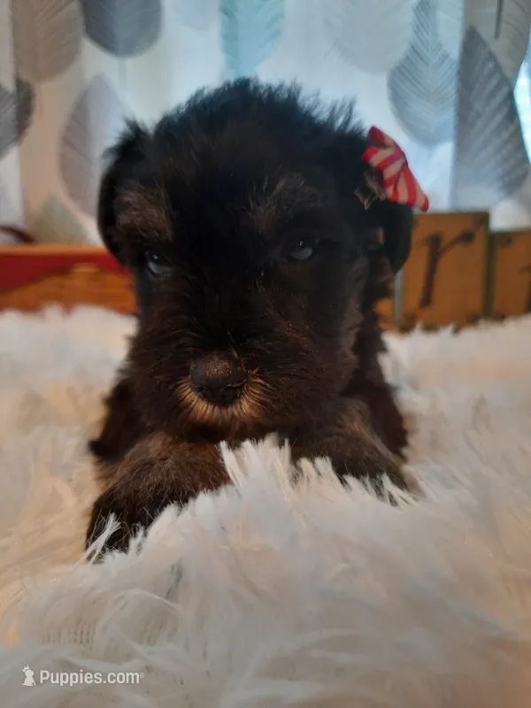 AKC Cutie Pie – Miniature Schnauzer puppy for sale in Bucyrus, OH