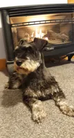 AKC Sugar, a female Miniature Schnauzer for sale in Bucyrus, OH – 4 of 4