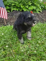 AKC Sweet Pea, a female Miniature Schnauzer for sale in Bucyrus, OH – 4 of 6