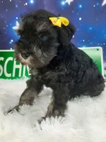 AKC Sadie, a female Miniature Schnauzer for sale in Bucyrus, OH – 2 of 6