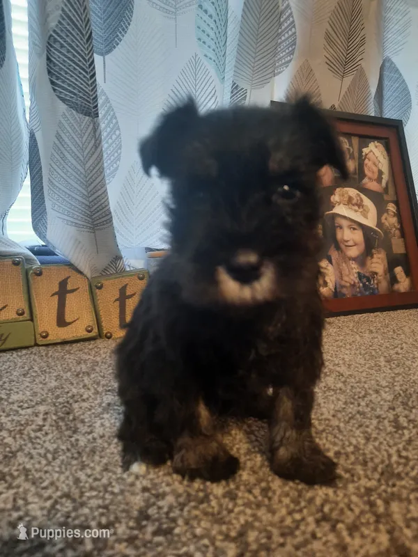 AKC Oreo – Miniature Schnauzer puppy for sale in Bucyrus, OH