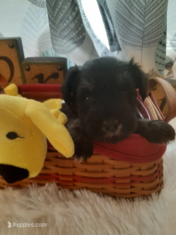AKC Hot Rod – Miniature Schnauzer puppy for sale in Bucyrus, OH