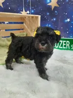 AKC Sadie, a female Miniature Schnauzer for sale in Bucyrus, OH – 4 of 6