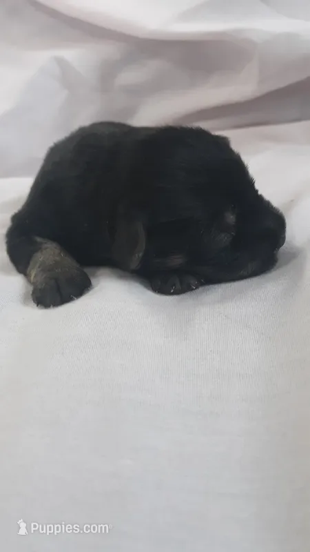 AKC Peanut – Miniature Schnauzer puppy for sale in Bucyrus, OH