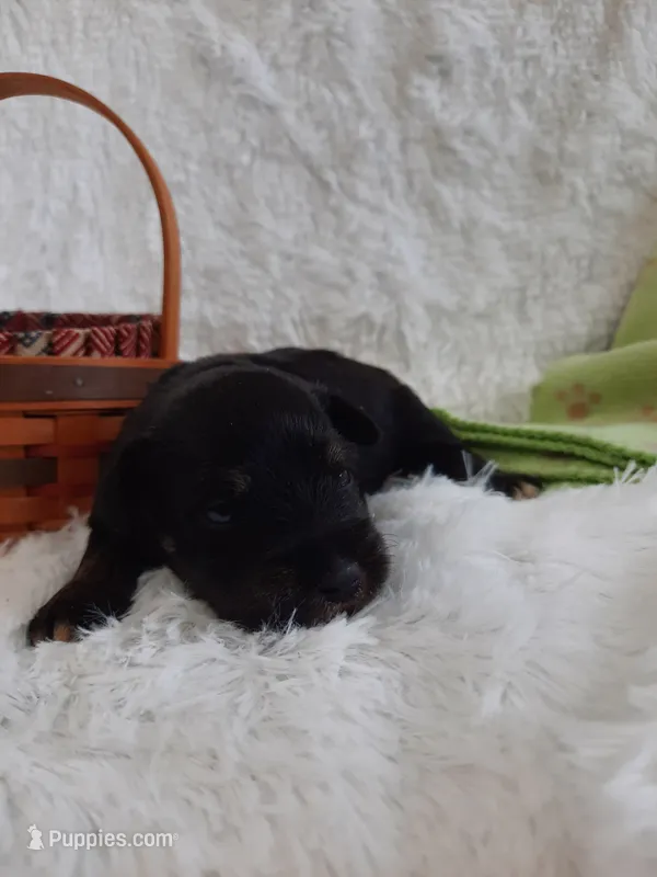 AKC Sadie – Miniature Schnauzer puppy for sale in Bucyrus, OH