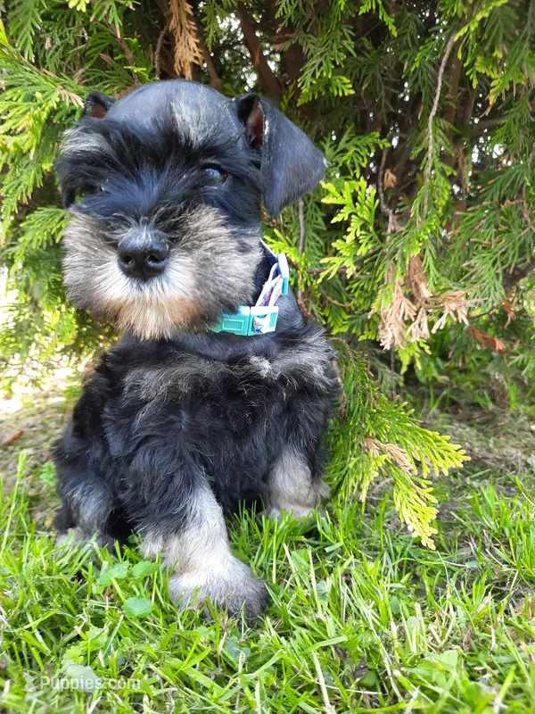 AKC Cutie Pie – Miniature Schnauzer puppy for sale in Bucyrus, OH