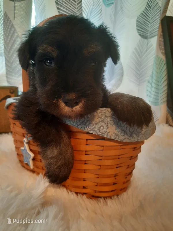 AKC Oreo – Miniature Schnauzer puppy for sale in Bucyrus, OH