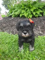 AKC Sweet Pea, a female Miniature Schnauzer for sale in Bucyrus, OH – 2 of 6