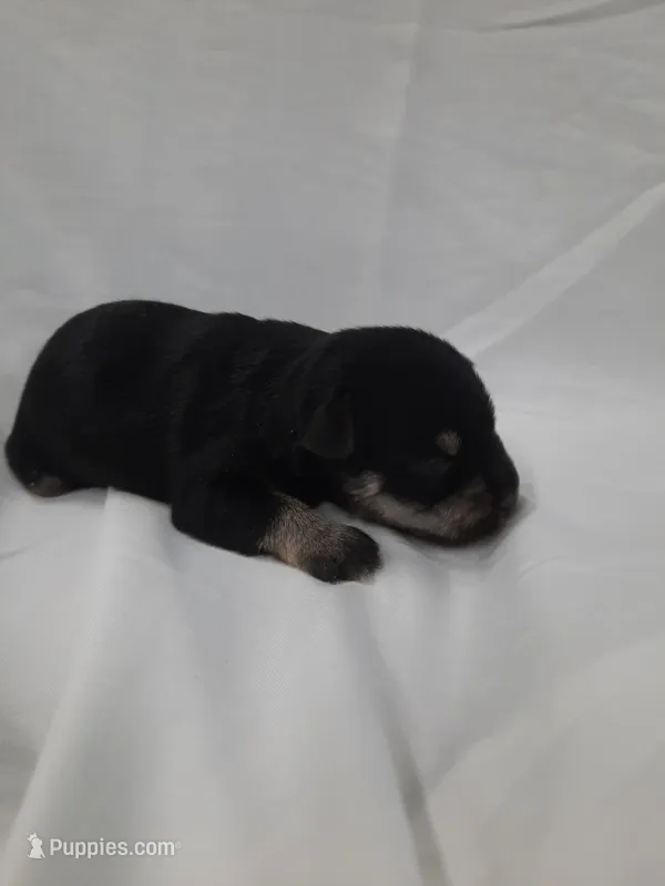AKC Sugar – Miniature Schnauzer puppy for sale in Bucyrus, OH