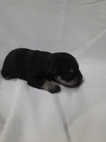 AKC Sugar, a female Miniature Schnauzer for sale in Bucyrus, OH – 1 of 4