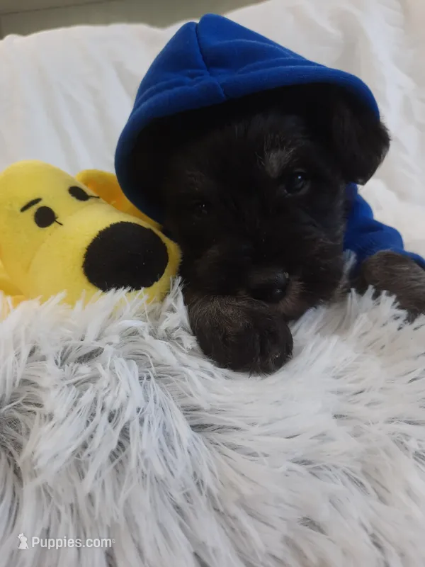 AKC Oreo – Miniature Schnauzer puppy for sale in Bucyrus, OH