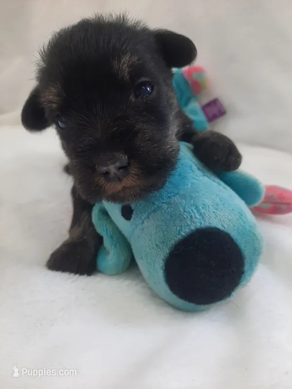 AKC Hot Rod – Miniature Schnauzer puppy for sale in Bucyrus, OH