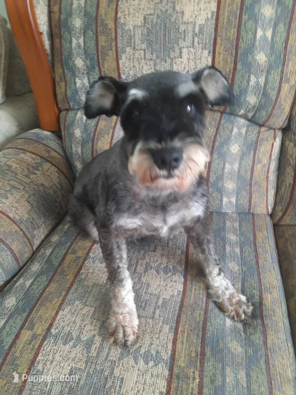 Sweet Pea – Miniature Schnauzer puppy for sale in Bucyrus, OH