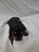 AKC Hot Rod, a male Miniature Schnauzer for sale in Bucyrus, OH – 2 of 5