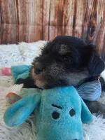 AKC Hot Rod, a male Miniature Schnauzer for sale in Bucyrus, OH – 4 of 6