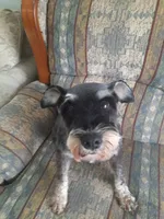 Sweet Pea, a female Miniature Schnauzer for sale in Bucyrus, OH – 2 of 4