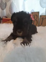 AKC Cutie Pie, a female Miniature Schnauzer for sale in Bucyrus, OH – 2 of 6
