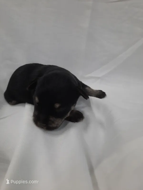 AKC Bailey – Miniature Schnauzer puppy for sale in Bucyrus, OH