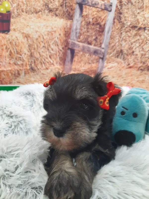 AKC Cutie Pie – Miniature Schnauzer puppy for sale in Bucyrus, OH
